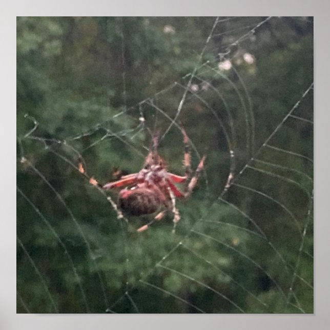 Into the Web (Spider on web) Poster (Front)