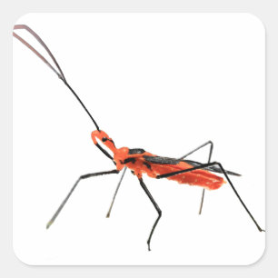 Intricate Assassin Bug Sticker