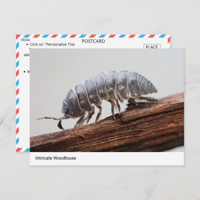 Intricate Woodlouse on Bark - Nature’s Marvel Postcard (Front/Back)