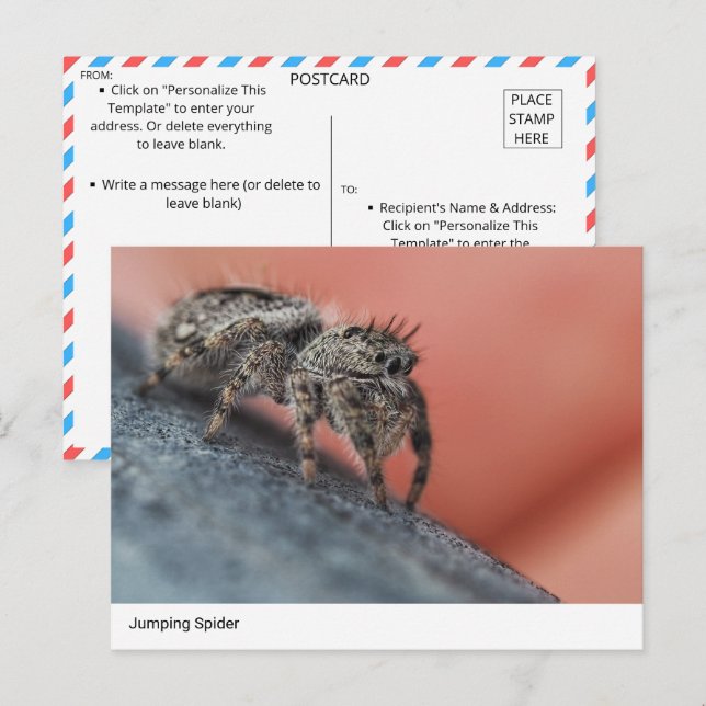  Intriguing Jumping Spider Close-Up Postcard (Front/Back)