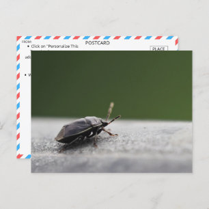 Intriguing Macro Shot of a Stink Bug - Nature Post Postcard