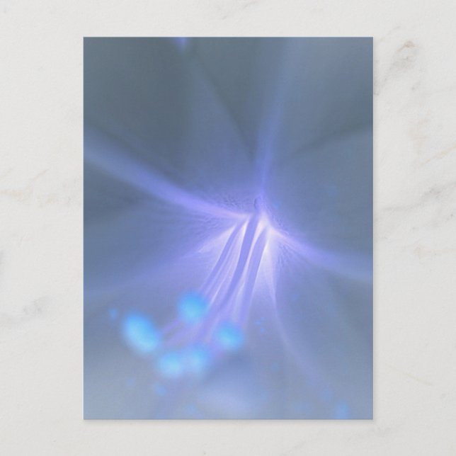 Invert Lily Postcard (Front)