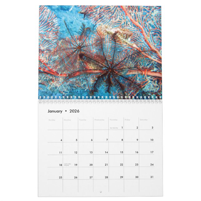 Invertébrés du calendrier fidjien 2020 (Jan 2026)