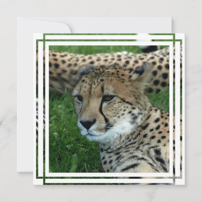 Invitation à guépards (Devant)