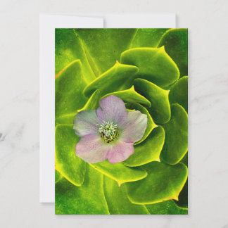 Invitation A Hellebore, a Lenten Rose