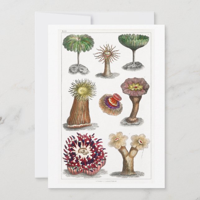 Invitation Actiniae vintage, science, ernst haeckel, biologie (Devant)