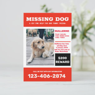 Invitation Affiche de publicité avec photo de chien disparu