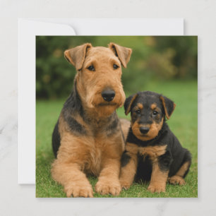 Invitation Airedale Terrier Avec Chiot