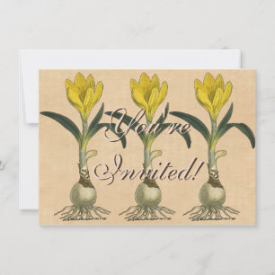 Invitation Amaryllis Tulip Jardin Botanique Fleur