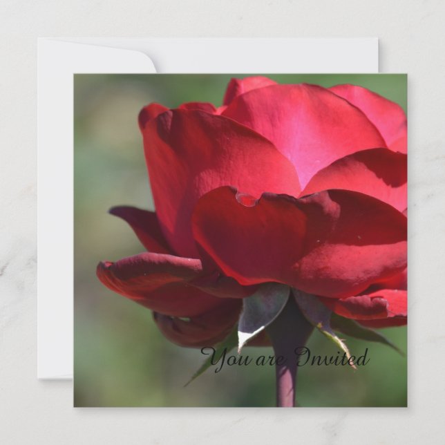 Invitation Anniversaire de Red Rose (Devant)