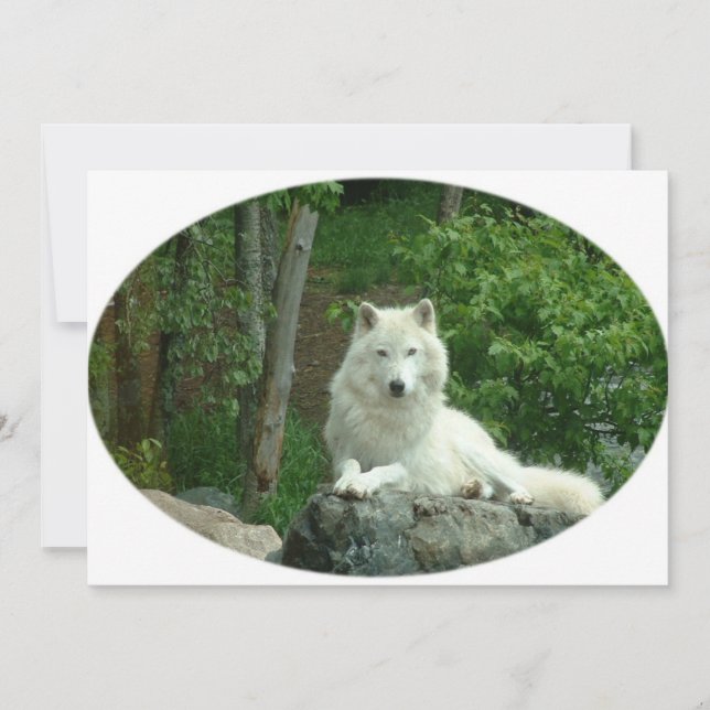 Invitation au loup arctique (Devant)