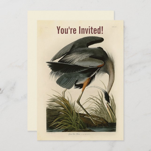 Invitation Audubon Great Blue Heron Marsh Bird (Devant / Derrière)