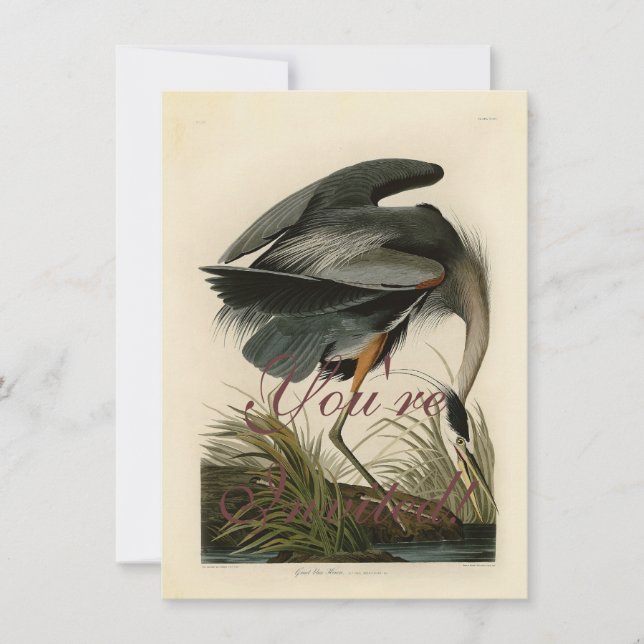 Invitation Audubon Great Blue Heron Marsh Bird (Devant)