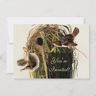 Invitation Audubon Marsh Wren Bird Art