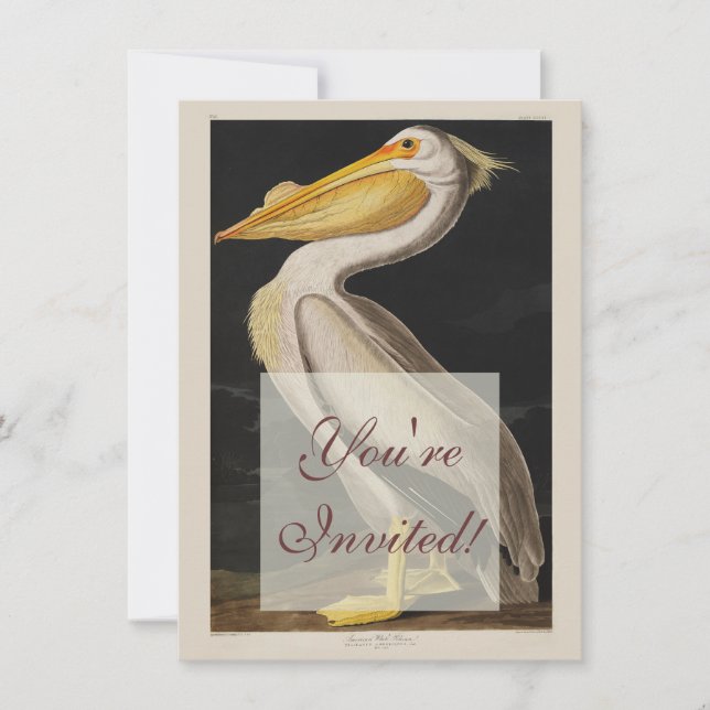 Invitation Audubon White Pelican Bird Amérique (Devant)