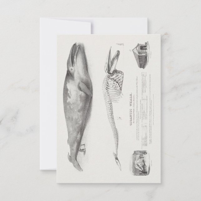 Invitation Baleine du Groenland, Baleine bleue par George Joh (Devant)