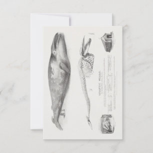 Invitation Baleine du Groenland, Baleine bleue par George Joh