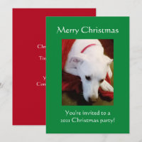 Beau Chien blanc neigeux Chien vert Noël