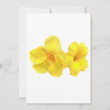 Belle flamme d'Allamanda avec gouttes de pluie