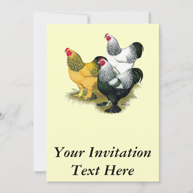 Invitation Brahmas Three Roosters (Devant)