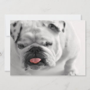 Invitation Bulldog Puppy anglais