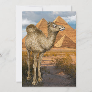 Invitation Camel à l'Invitation des Pyramides
