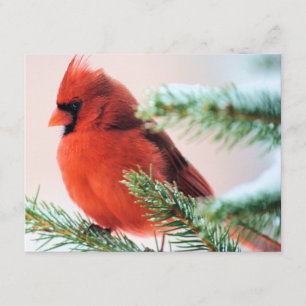Invitation Cardinal dans le sapin épousseté par neige