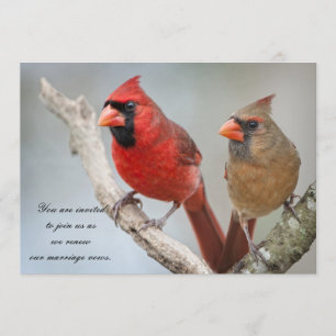 Invitation Cardinaux du Nord/Renouvellement des voeux de mari