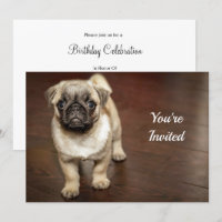 Carlin Brown photo chien Anniversaire