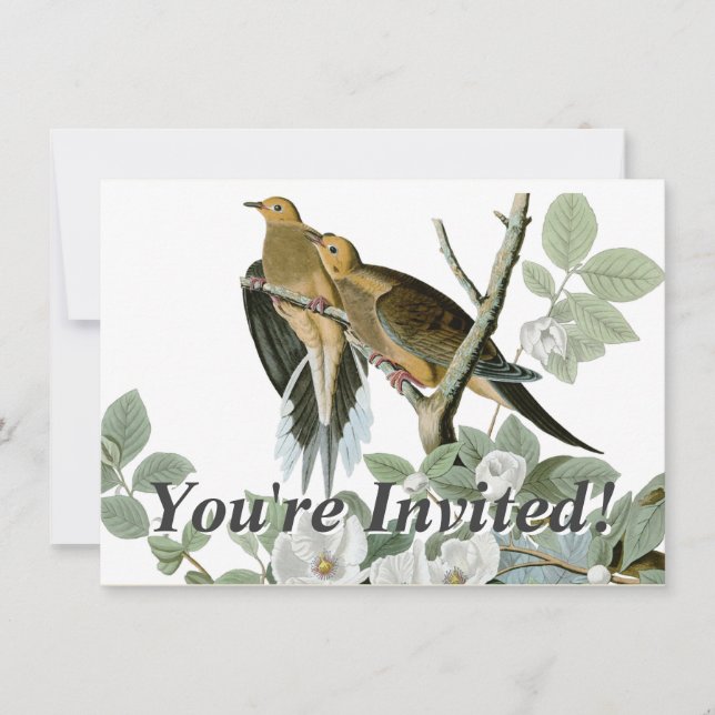 Invitation Carolina Pigeon Audubon Morning Dove (Devant)