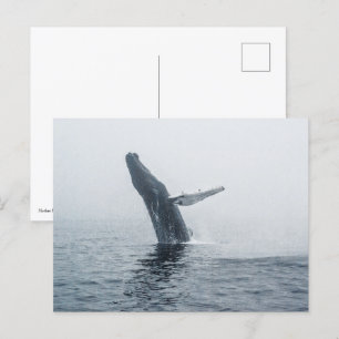 Invitation Carte Postale Baleine à bosse