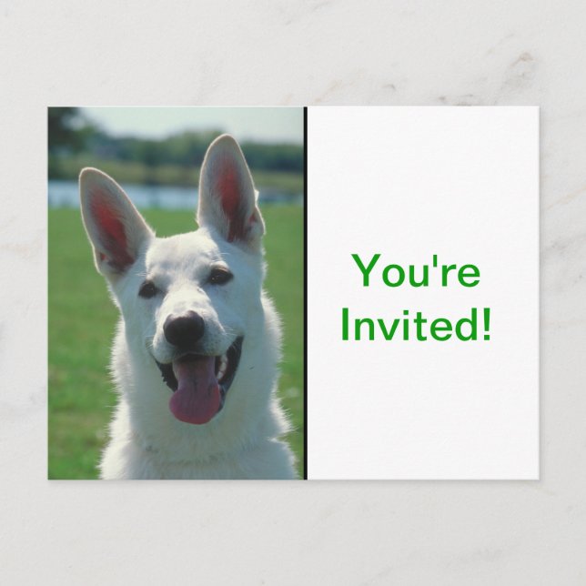Invitation Carte Postale Chien berger allemand blanc (Devant)