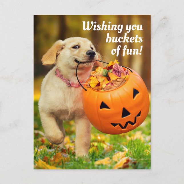 Invitation Carte Postale Chiot avec seau de citrouille (Devant)