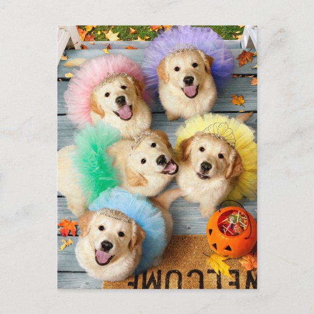 Invitation Carte Postale Chiots dorés pour Trick or Treating (Devant)
