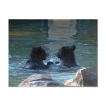 Fête de natation grizzly