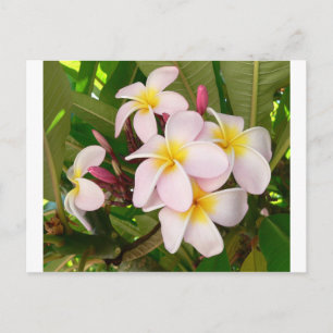 Invitation Carte Postale Fête des mariées de fleurs d'Aloha Hawaii Frangipa