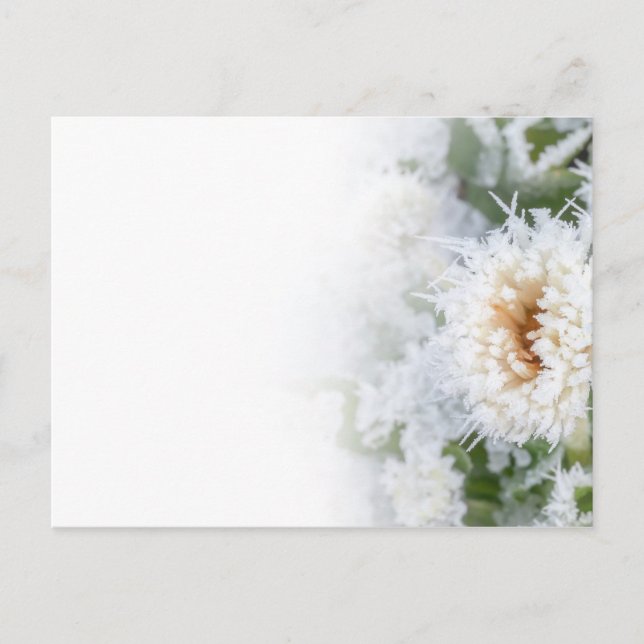 Invitation Carte Postale Fleur marguerite congelée dans la neige et la glac (Devant)