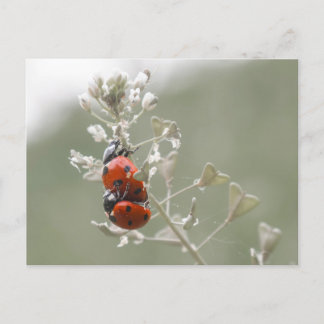 Invitation Carte Postale Gros plan des bogues en charge sur le plante