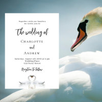 Mariage blanc de couple de cygne