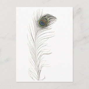 Invitation Carte Postale Plume de paon