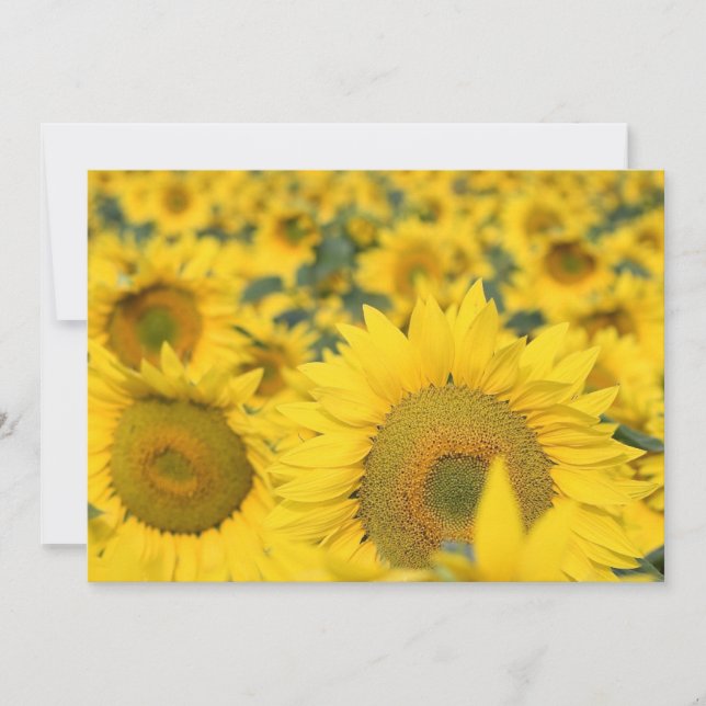 Invitation Champ d'invitation de tournesols (Devant)