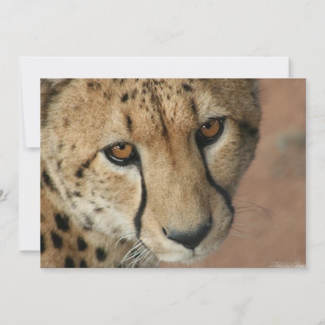 Invitation Cheetah Cat (Devant)