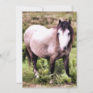 INVITATION CHEVAL
