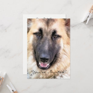 INVITATION CHIEN ALLEMAND SHEPHERD