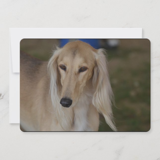 Invitation Chien de Saluki (Devant)