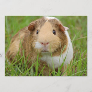 Invitation Cobaye domestique mignon