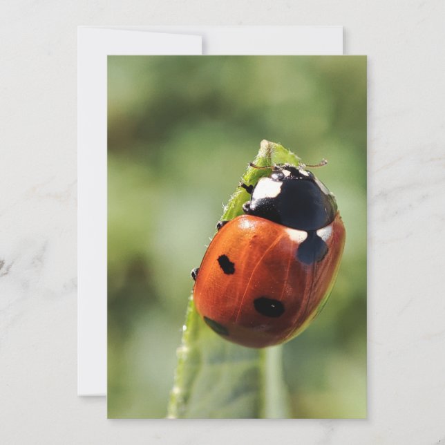 Invitation Coccinelle pour chaque occasion (Devant)