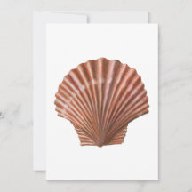 Coquille de saint Jacques