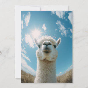 Invitation Curieux Alpaca sous le soleil