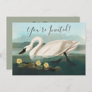 Invitation cygne audubon cygnes d'eau blanche